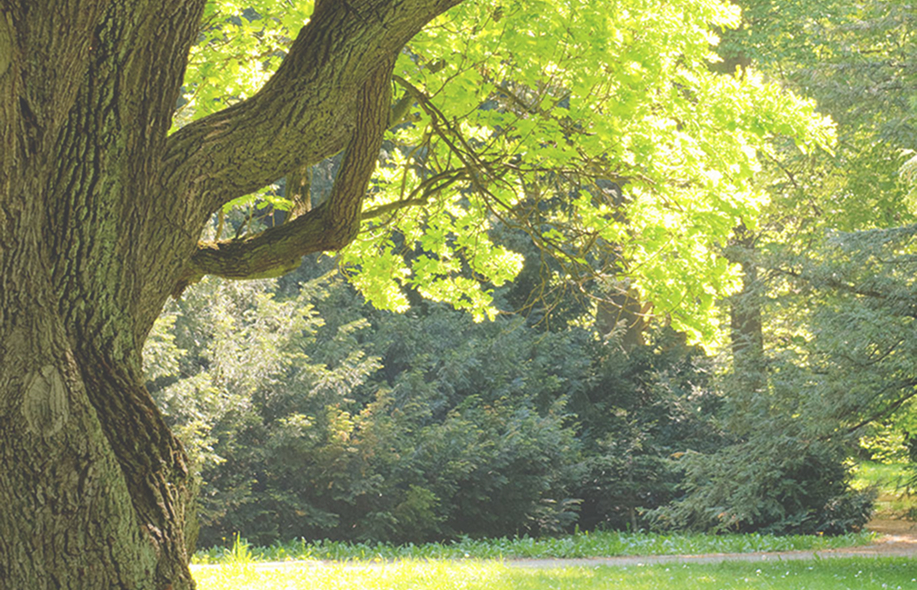 Arbre